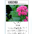 ガーデニング花図鑑 今月咲く花 ブログパーツ 