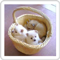 The Cute Puppies Slideshow! ブログパーツ