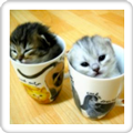 The Cute Kittens Slideshow! ブログパーツ